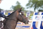 Cls 35 STX-UK Pony Foxhunter Second Round portfolio