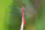 Ruddy Darter.