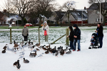 The Ducks Cant Wait