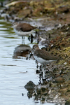 Green Sandpiper 290712 1