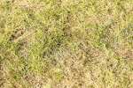 SBM_11868