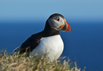 Puffin