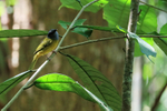 Grey-headed Tanager, Osa Peninsula, Costa Rica
