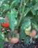Tomato Sauce-11