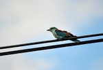 Roller