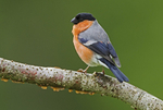 Bullfinch