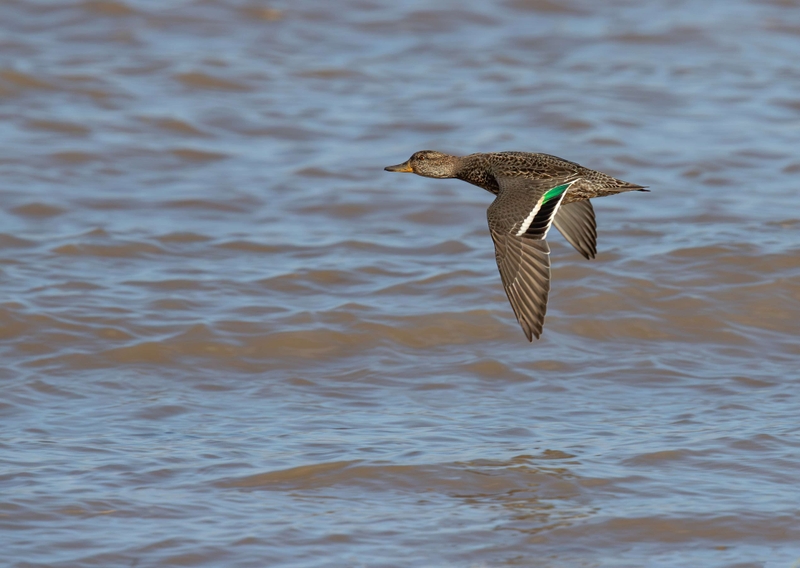 Eurasian Teal - Dee Estuary - North Wales