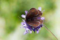 Bright Eyed Ringlet