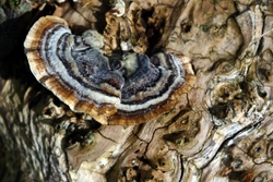 Trametes versicolor