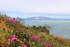 Flowers at the Presidio Park