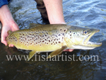 Back Country Brown Trout.
