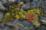 ARIEL - BRUCE PENINSULA