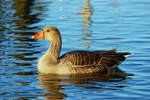 Greylag Goose