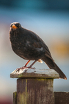 Blackbird-male_ACP_7422-1