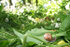 Insects _ AN 007