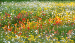 MEADOW IN MORNING - BRUCE PENINSULA