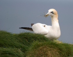 Gannet