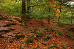 The Colours of Autumn