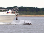 Bottlenose Dolphin in the bow wave of a boat near Chanonry Point