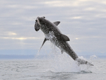 Great White Shark breach (frame 3), Mossel Bay, South Africa