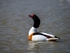 Shelduck