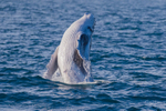 0A3A3918. Baby Breach 4