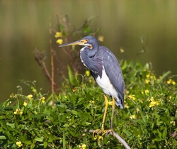 Tricolored Heron _0018