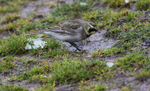 Shorelark.