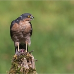 03_CE275_Sparrowhawk Score 281
