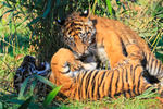Two Sumatran Tiger cubs playing at the Big Cat Sanctuary
