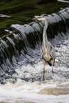Hungry Heron at the Weir