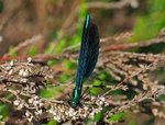 Beautiful Demoiselle