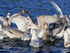 Herring Gulls squabbling over food thrown from boat, Norway