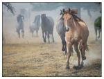 Wild Horses - 05