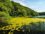 Bosherston Lily Ponds, Bosherton, Pembrokeshire