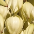 Yuca-608
