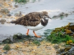 Turnstone