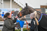 281224-Race 6-Achille Des Rocs-5023
