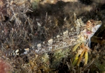 Tripterygion delaisi female