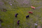 Kentmere cows