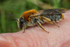 Andrena haemorrhoa (f)