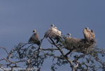 White-backed vultures on the nest