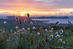 Cotton Grass
