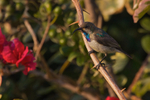 White-bellied Sunbird portfolio