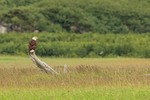 Bald Eagle on tree stump, Silver Salmon Creek, Alaska