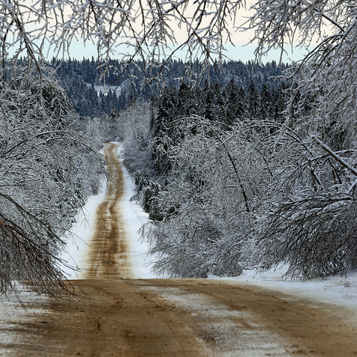 Ice laden branches further narrow the capacity of a rural country road.