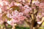 Cherry_Blossom