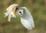 Barn Owl