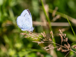 Holly Blue