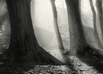 Light and Mist Otley Chevin